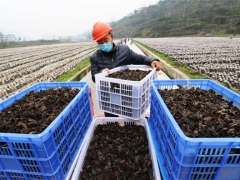 貴州印江鼓勵發(fā)展食用菌產業(yè)：村民實現(xiàn)掙錢顧家“兩不誤” ()
