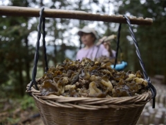 貴州從江：食用菌產業(yè)復工復產助力脫貧 ()