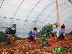 “精準(zhǔn)扶貧·中國武警在行動(dòng)”｜解急情，鮮香菇專車入市場 ()