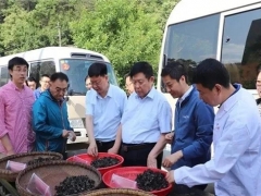 跨越千里“牽手”院士，科技造就“最強(qiáng)”柞水木耳 ()