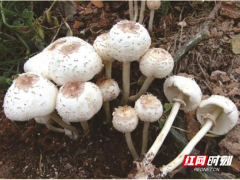路邊的蘑菇不要采，小心中毒！ ()