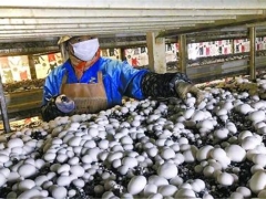 上海金山廊下打造“蘑菇小鎮(zhèn)”，受益農(nóng)戶利潤大漲 ()