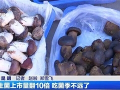 云南野生菌上市量翻了10倍！價格降啦！ ()