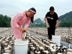 “菇”舞人心，這里的黑木耳開采了 ()