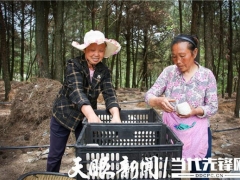 千畝大球蓋菇開始種植！紫云千畝林下仿野生菌項目持續(xù)推進 ()