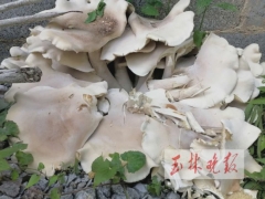 廣西一村民家長(zhǎng)出巨型野生菌，高約50厘米、直徑約1米 ()