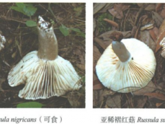 野生菌“殺人”事件！云南近90%的野生菌死亡病例是誤食這兩種菌 ()