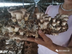 推農(nóng)品 促增收 | 急急急！伊旗扶貧香菇滯銷，急需您伸出援手! ()