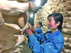 科技助力，小菌菇“長”出大市場 ()