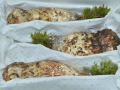 香格里拉松茸江湖：從香格里拉發(fā)出的松茸，產(chǎn)自當(dāng)?shù)氐幕虿蛔?0% ()