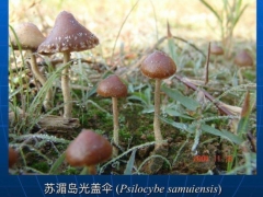 致幻蘑菇刷屏！專家：野生蘑菇中毒死亡率高達(dá)20% ()
