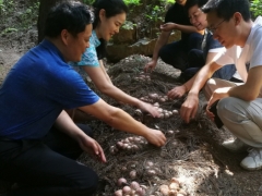 貴州重大專項(xiàng)顯成效，織金竹蓀大豐收 ()