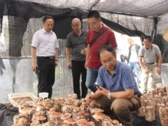 四川2個(gè)優(yōu)質(zhì)加工香菇新菌株通過技術(shù)鑒定 ()