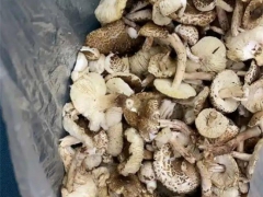 寧夏人民醫(yī)院近期接診誤食毒蘑菇14人！戶外野生蘑菇吃不得，你怎么就不聽呢！ ()
