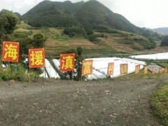 滬滇扶貧協(xié)作幫助富源發(fā)展食用菌產(chǎn)業(yè)，拓寬農(nóng)民增收渠道 ()