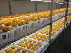 云南農(nóng)業(yè)大學(xué)李榮春教授利用在食用菌行業(yè)的科研優(yōu)勢，將金耳種植難關(guān)突破形成穩(wěn)產(chǎn)高產(chǎn)的工廠化栽培技術(shù) ()
