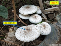 天氣轉(zhuǎn)冷，誤食毒蘑菇案例增多！省疾控專家提醒：勿吃 ()