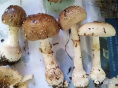 桂林一“菌王”被蘑菇毒翻！搶救半月才恢復(fù)自主呼吸 ()