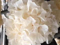 北京首次實(shí)現(xiàn)日光溫室規(guī)模化栽培銀耳 ()