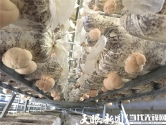 形成“菌棒生產(chǎn)、食用菌培植、產(chǎn)品精深加工”一體化的全產(chǎn)業(yè)鏈——三穗縣：猴頭菇產(chǎn)業(yè)實(shí)現(xiàn)“接二連三” ()