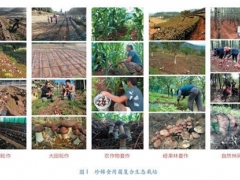 創(chuàng)新食用菌發(fā)展模式，助力云貴地區(qū)精準扶貧與生態(tài)提升 ()