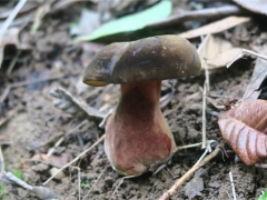蘑菇栽培界又添新成員！攀枝花發(fā)現(xiàn)“玫紅網(wǎng)柄牛肝菌” ()