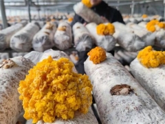 創(chuàng)意菌菇住進“魔幻太空艙” 室外寒風凜冽 艙內(nèi)溫暖濕潤 ()