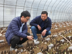 蘑菇老手與羊肚菌的碰撞——武漢新洲規(guī)?；蚨蔷龉郊磳⒉墒?()