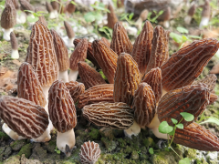 中國科學(xué)院昆明植物研究所：羊肚菌初步實(shí)現(xiàn)工廠化栽培 ()