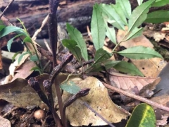 歷經(jīng)5年！翁源蘭花新物種“青云山天麻”終被專家確認！ ()