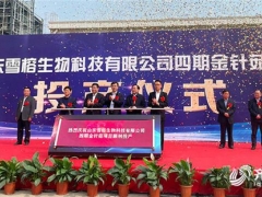 山東雪榕：總投資3億元金針菇項(xiàng)目投產(chǎn) 日產(chǎn)鮮菇400噸！ ()