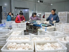 劍河食用菌產(chǎn)業(yè)布局“一盤(pán)棋”助經(jīng)濟(jì)發(fā)展 ()