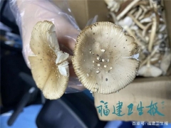 廈門(mén)男子吃完蘑菇半小時(shí)中毒進(jìn)ICU！快告訴家人千萬(wàn)別亂吃 ()