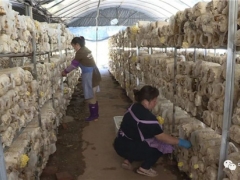 云南寧洱：“金頂側(cè)耳”新品食用菌試種成功 新產(chǎn)業(yè)為當(dāng)?shù)厝罕妿?lái)致富新希望 ()