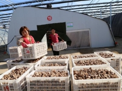 種植面積995萬(wàn)平方米、從業(yè)人員10余萬(wàn)人，惠民縣小菌菇撬動(dòng) ()