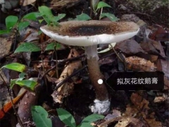 警惕！中山驚現(xiàn)大群劇毒鵝膏菌！千萬(wàn)別采摘食用 ()