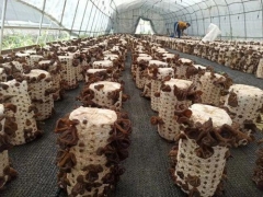 麗水援疆“云和師傅”技術(shù)助力，新和縣500多黑木耳種植農(nóng)戶開始采收 ()