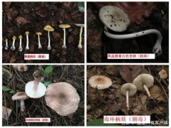 中疾控：11年來共報(bào)告10036起蘑菇中毒事件，云南、湖南報(bào)告最多 ()