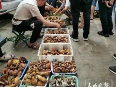 云南野生菌自由了！大降價(jià)！未見松茸身影 ()