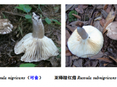 我國(guó)野生蘑菇中毒十問十答 ()