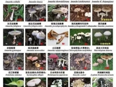 深圳：又到“菇毒”高發(fā)期，這些蘑菇千萬注意 ()