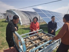 內(nèi)蒙和林縣：科特派在行動(dòng)  特色食用菌助力鄉(xiāng)村振興 ()