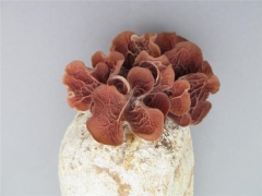 四川省農(nóng)科院成功馴化選育紅色皺木耳新菌株“川皺耳1號(hào)” ()