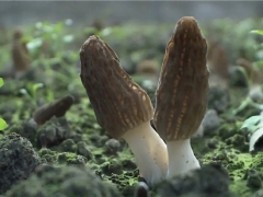 是致富傘還是陷阱？理性看待羊肚菌栽培熱 ()