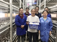 上海聯(lián)中食用菌合作社：讓蘑菇種植技術(shù)走向長(zhǎng)三角 ()