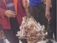 男子拎野生“傘把菇”遭圍觀，被1800元買走，目擊者：四五斤重 ()