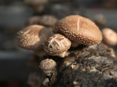 重慶永川：看食用菌產(chǎn)業(yè)“蘑力”如何釋放？ ()