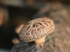 打好菌物種業(yè)翻身仗 建設(shè)食藥用菌強(qiáng)國(guó) ()