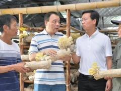 福建建甌：合作社引領(lǐng) 食用菌開(kāi)出“致富花” ()