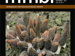 昆明植物所發(fā)表羊肚菌屬真菌的交配系統(tǒng)、生殖方式和生活史研究特邀綜述 ()